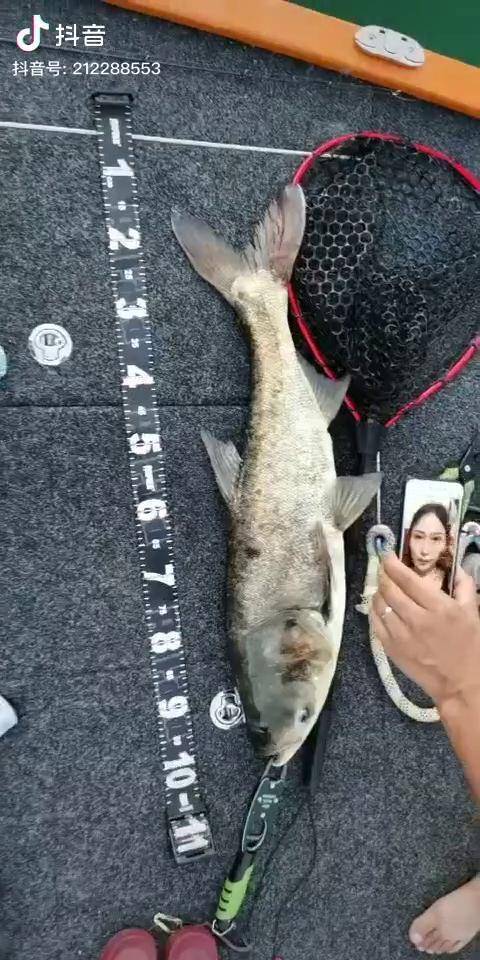 鳙鱼可以路亚吗(鲢鳙可以路亚吗?)