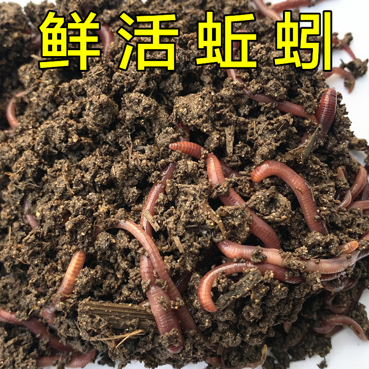 饵料蚯蚓红虫哪个好(饵料蚯蚓红虫哪个好钓)