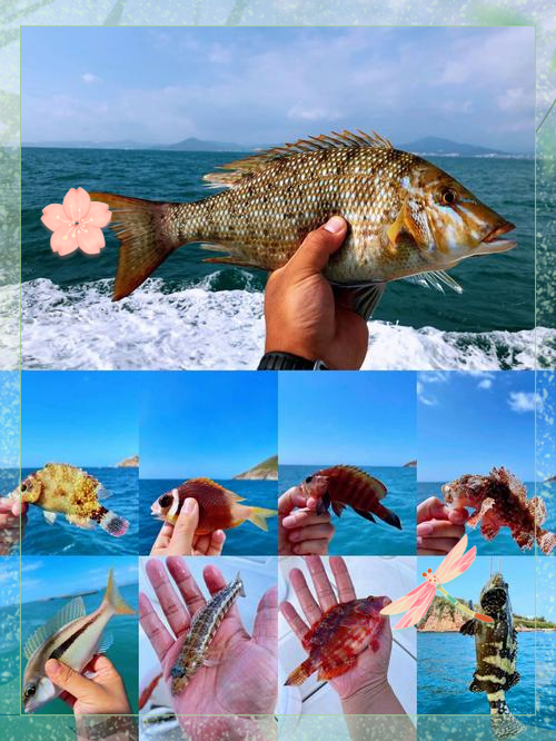 码头海钓标点(海边码头钓鱼)