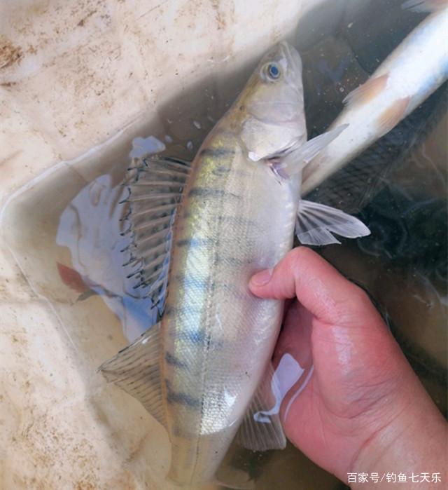 威海钓梭鲈视频(淡水梭鲈的路亚技法)