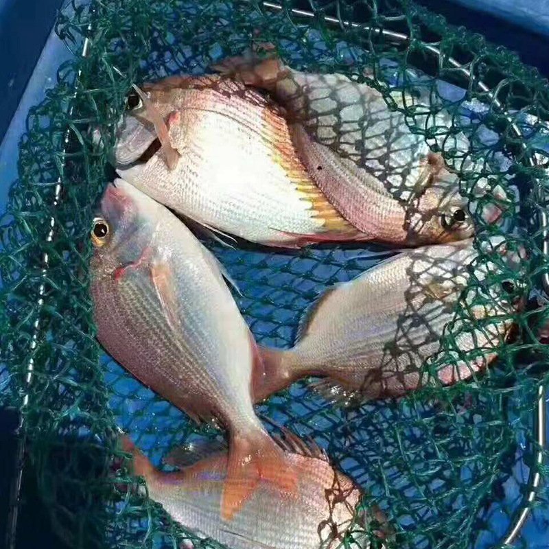 海钓红立鱼(海里红鱼怎么钓)