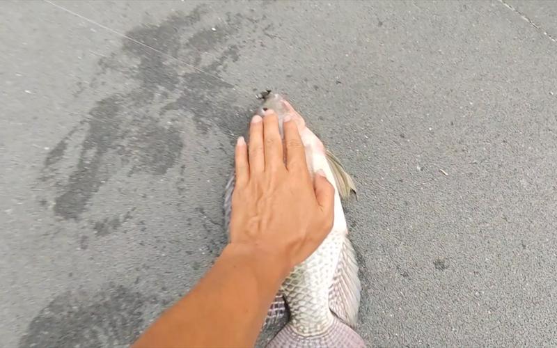 吊罗非鱼技巧(如何垂钓罗非鱼)
