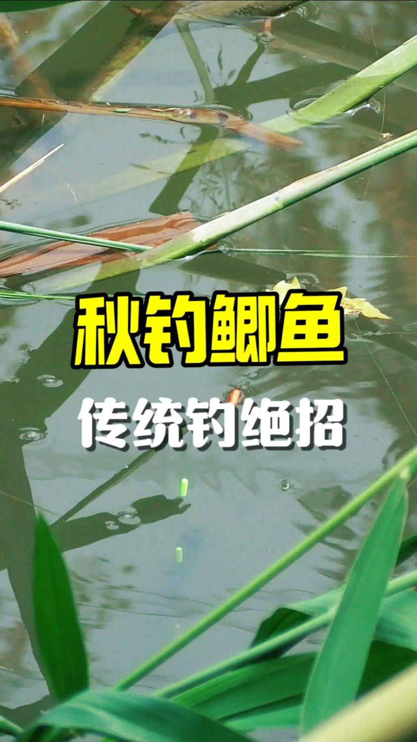 三本传统钓大鲫鱼技巧(传统钓钓鲫鱼鱼钩的选择)