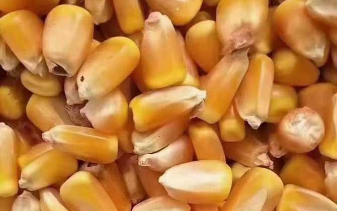 老玉米打窝技巧(用老玉米打窝用什么做饵)