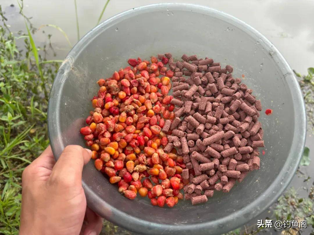 老玉米打窝技巧(用老玉米打窝用什么做饵)