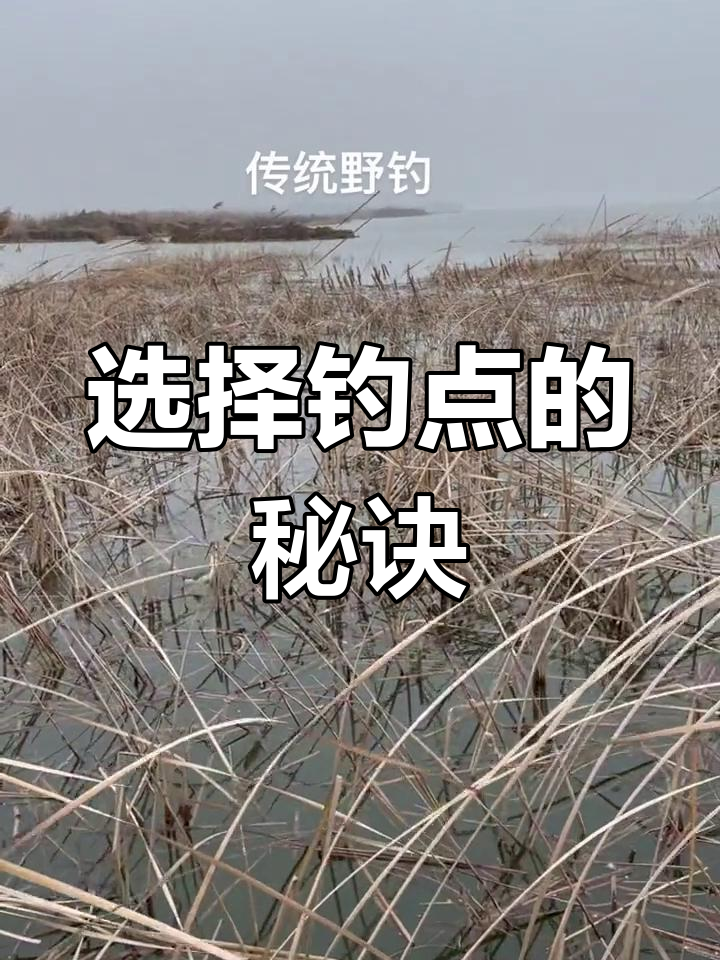 钓鲤鱼的技巧和钓点(钓鲤鱼的方法视频教学)