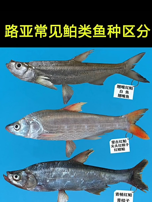 路亚赣江白鱼(赣江钓路亚)