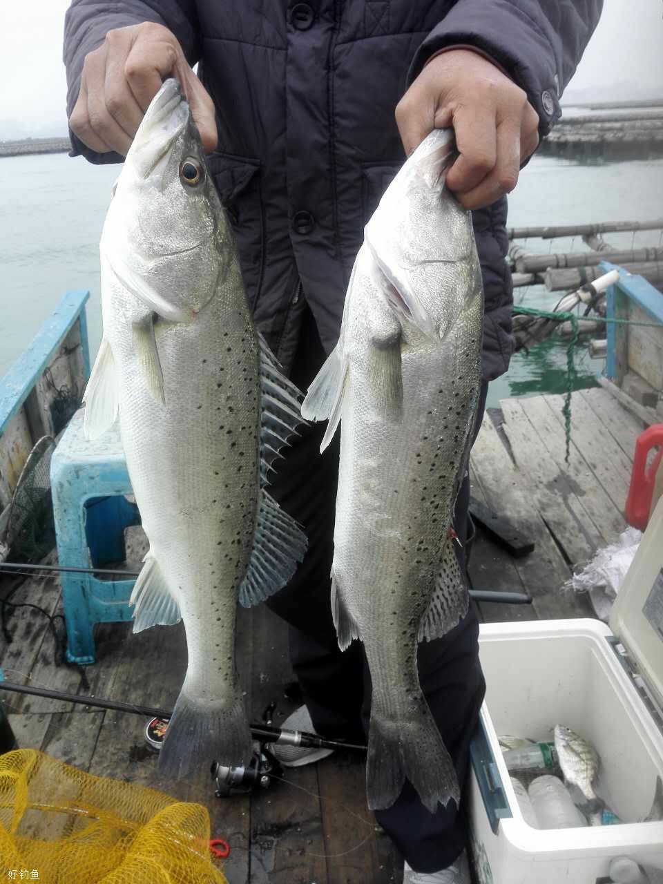 海钓怎么钓鲈鱼(如何钓海鲈鱼)