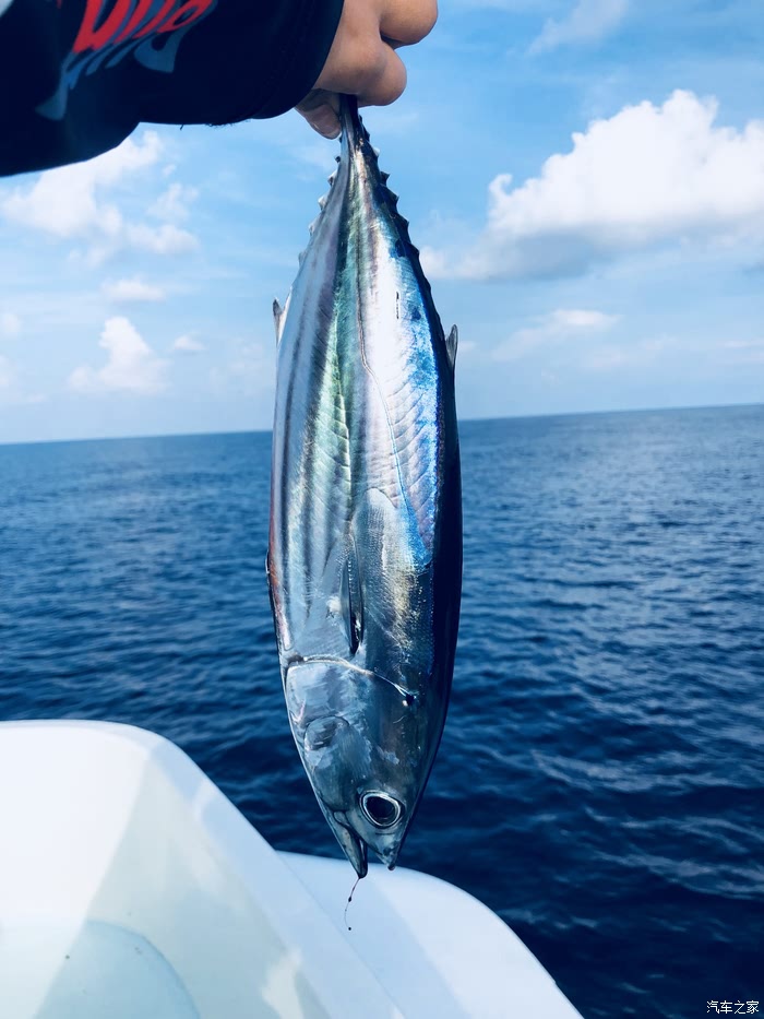 海钓三官亭(中海钓台多少钱一盒)