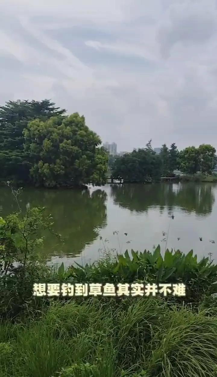 化绍新垂钓草鱼技巧(化绍新钓草鱼技巧视频大全)