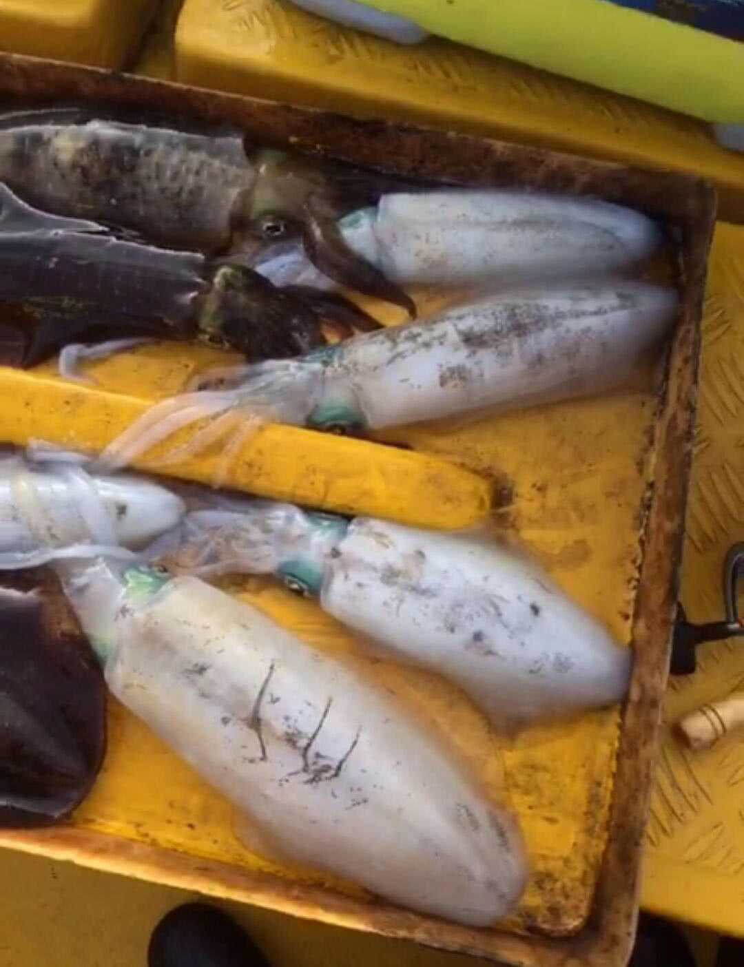 海钓木虾钓鱿鱼视(海钓鱿鱼条切法)