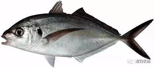 海钓用活鱼(海钓用活鱼违法吗)