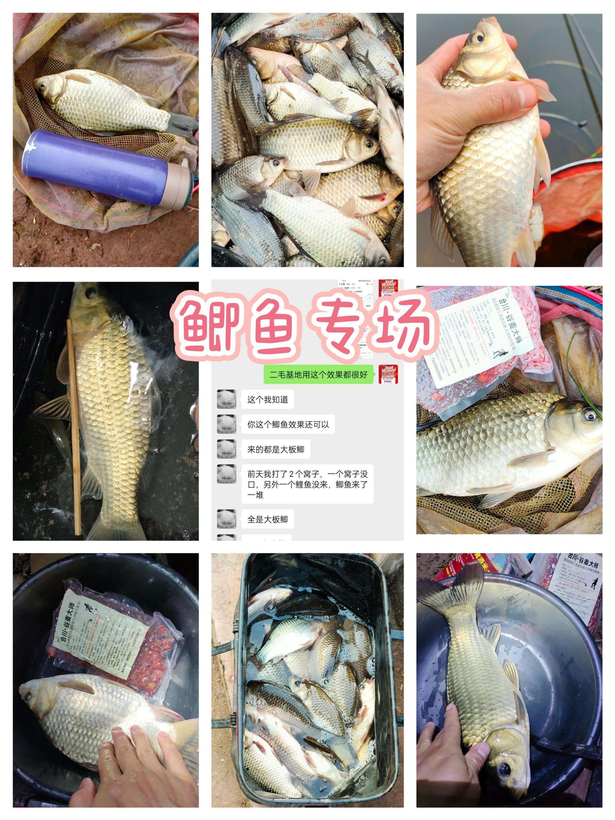 哪种小麦饵料好(哪种小麦饵料好用又实惠)