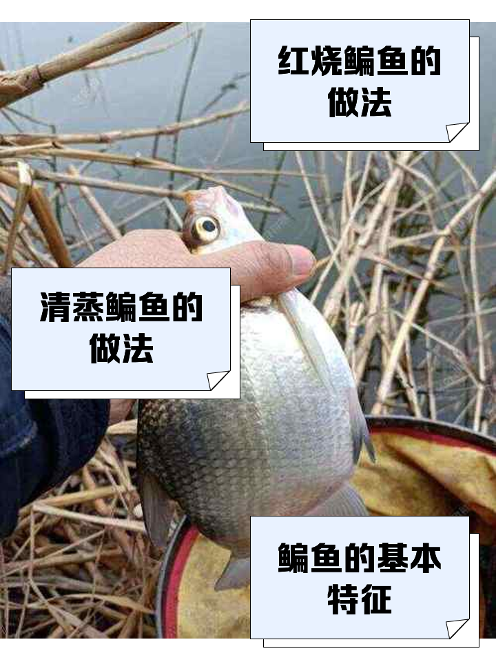 天元饵料鳊鱼配方(天元钓鱼饵料)
