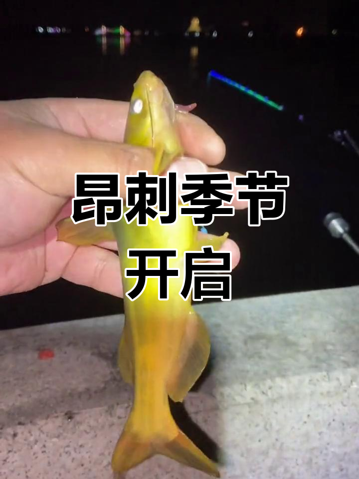 用什么钓昂刺鱼技巧(钓昂刺鱼的方法)