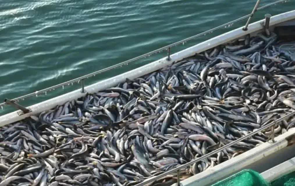 海钓鲻鱼梭鱼视频(海钓知识怎样钓梭鱼)