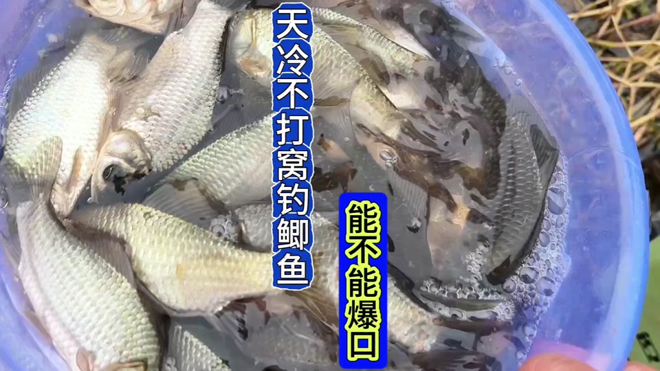 冬天钓大鱼打窝技巧(冬天钓大鱼用什么打窝)