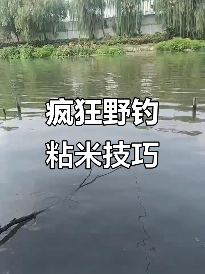 沾米钓法技巧(沾米钓鱼)