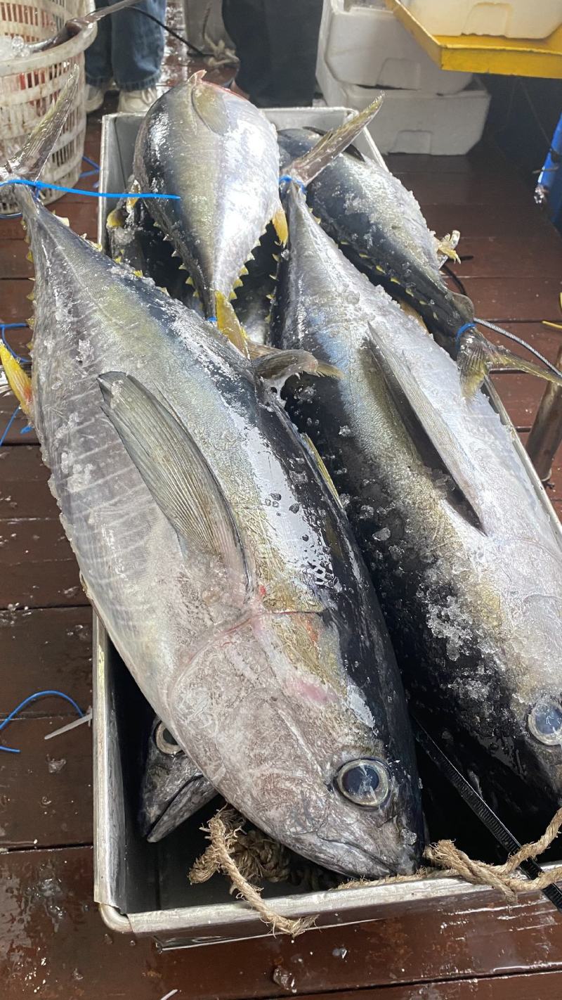 海钓金枪视频全集(海钓金枪鱼是什么原理)