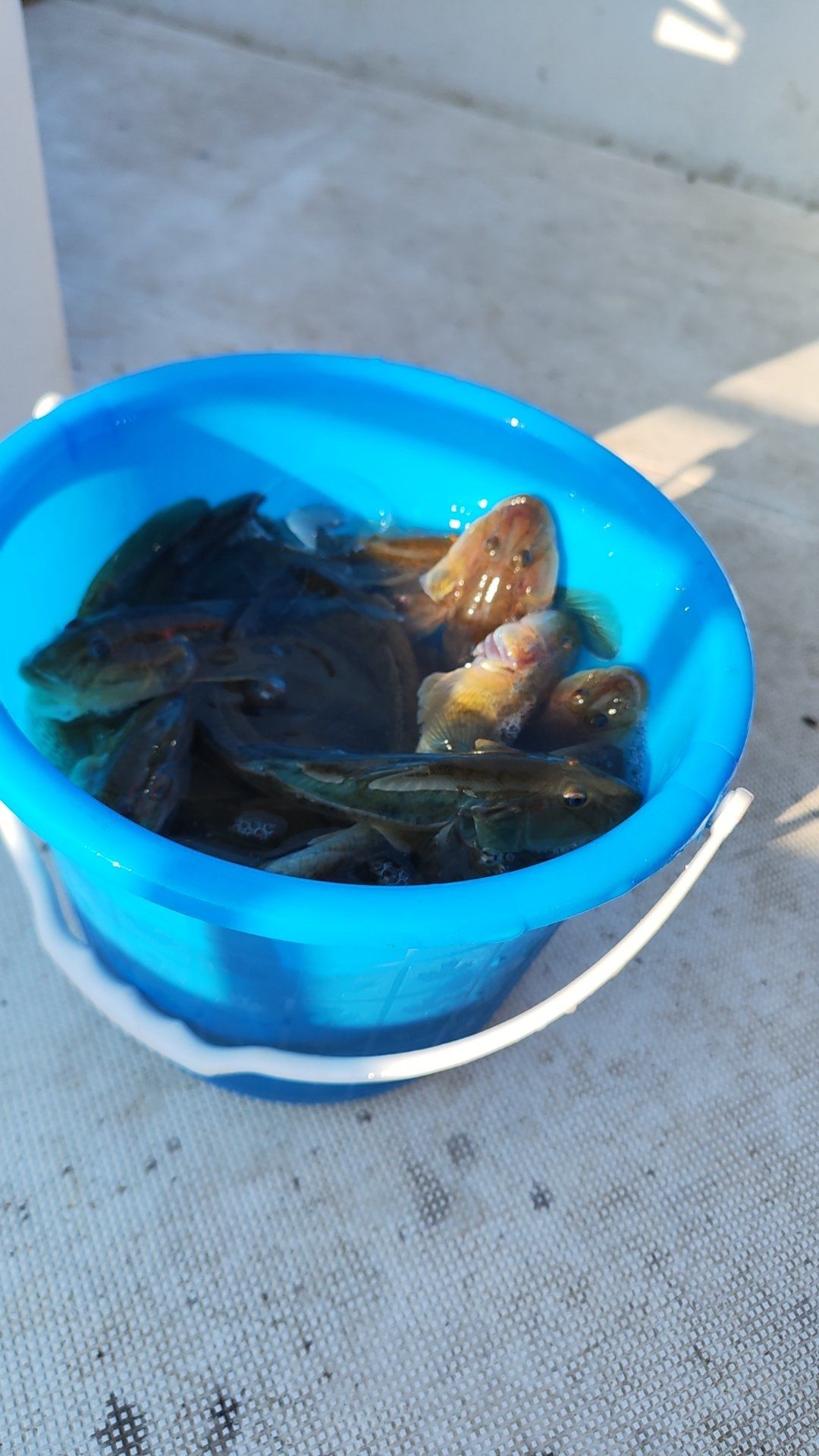 黄水能海钓吗(黄水可以路亚吗)