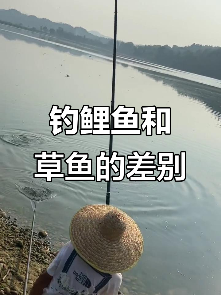 湖钓草鱼鲤鱼技巧(湖库钓草鱼打什么窝料)