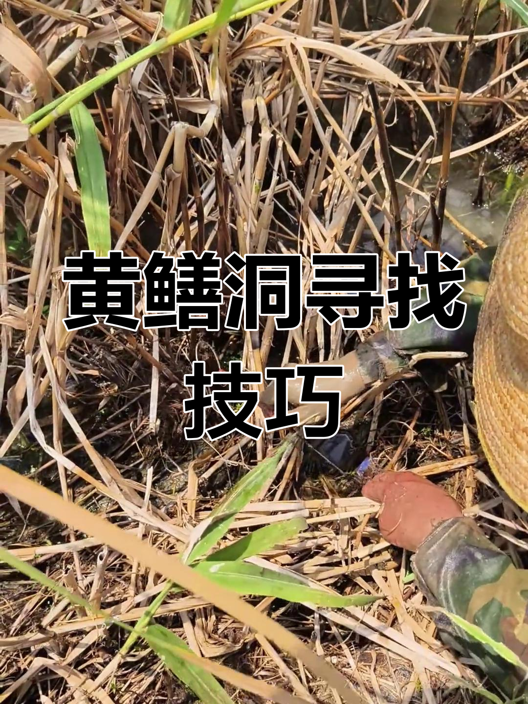河里钓黄鳝技巧(河里黄鳝怎么钓)