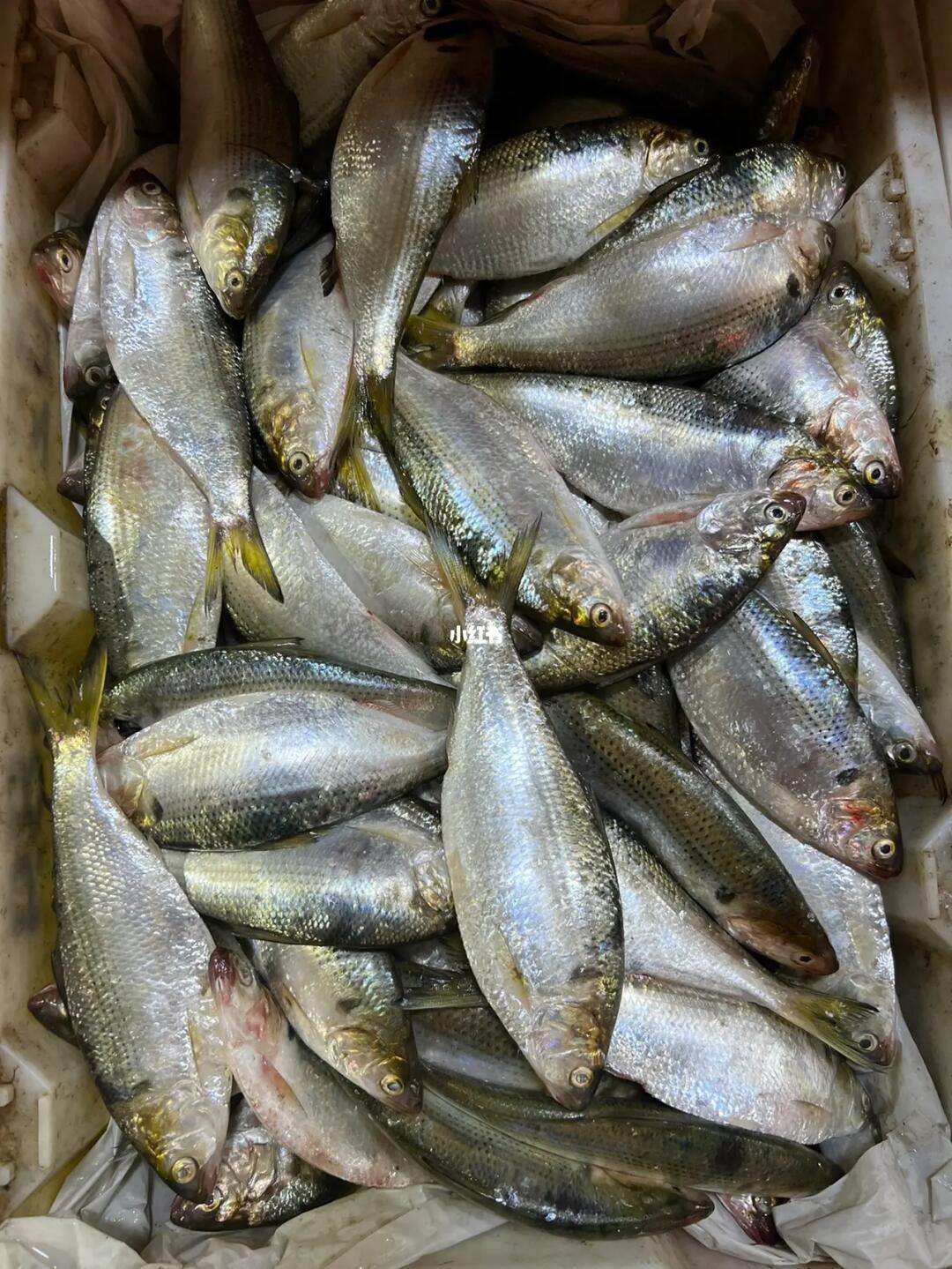 海边浮钓海鲫技巧(海钓海鲫鱼技巧)