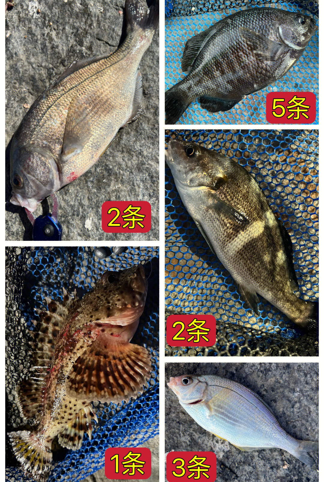 海边浮钓海鲫技巧(海钓海鲫鱼技巧)