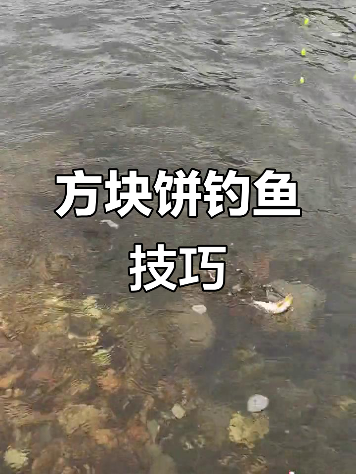 饵料饼钓鱼视频(饵料饼钓鱼视频大全)
