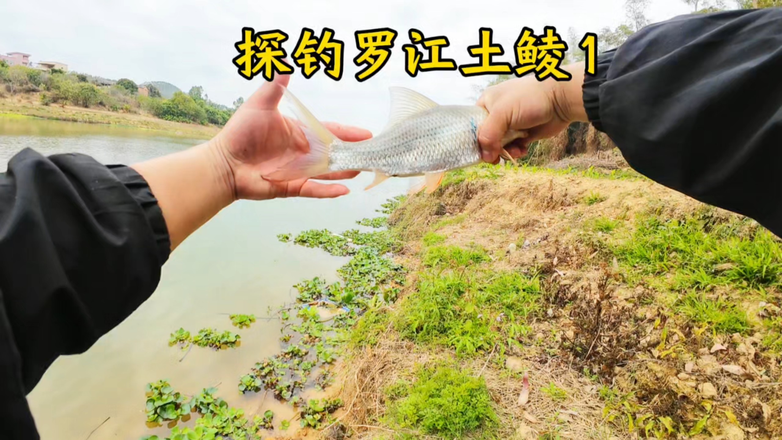 鲮鱼秋冬钩鱼技巧(秋冬季节钓鳊鱼用什饵料最好?)
