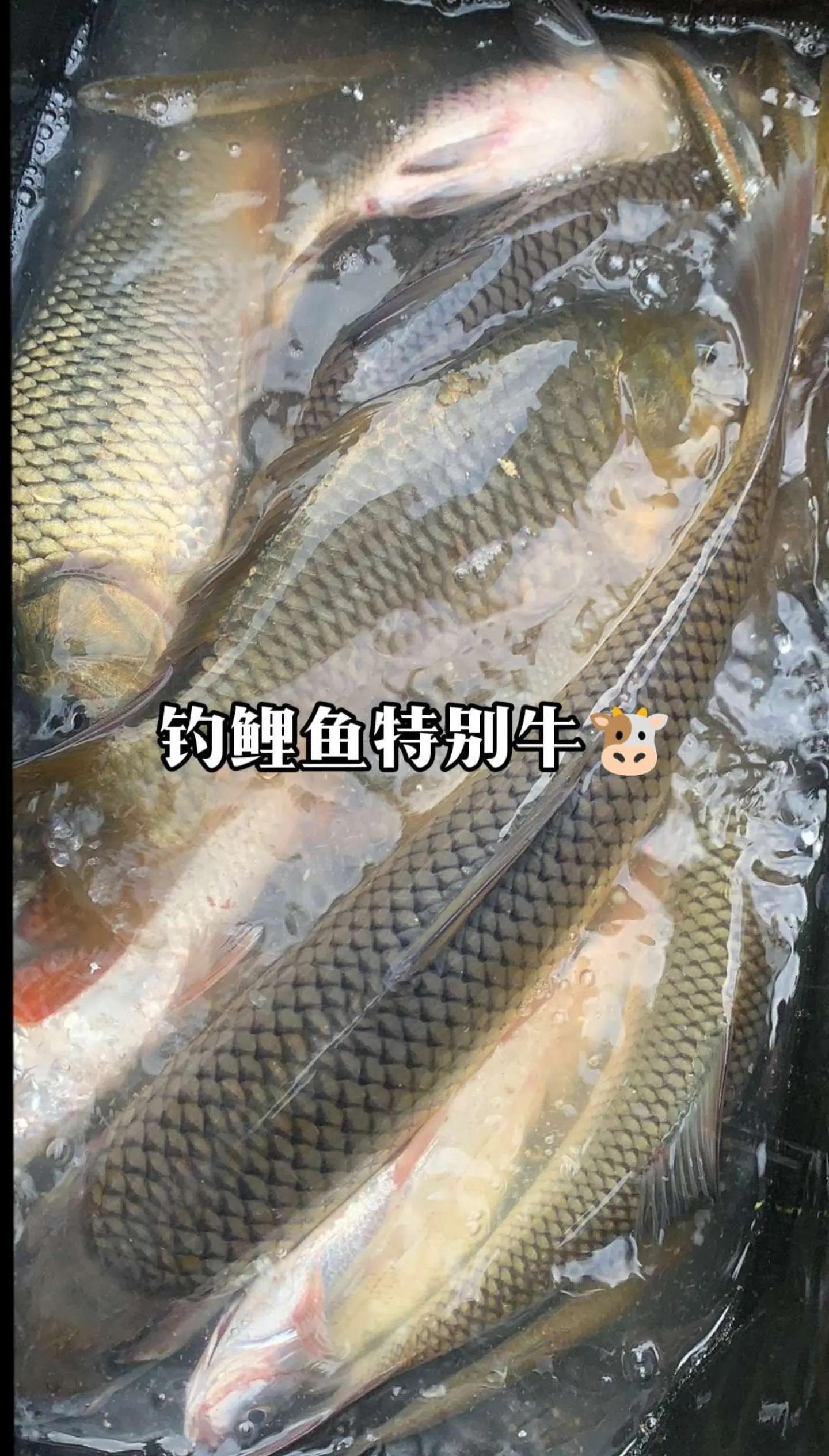 串钩用什么饵料钓鲤鱼(串钩用什么饵料钓大鱼)