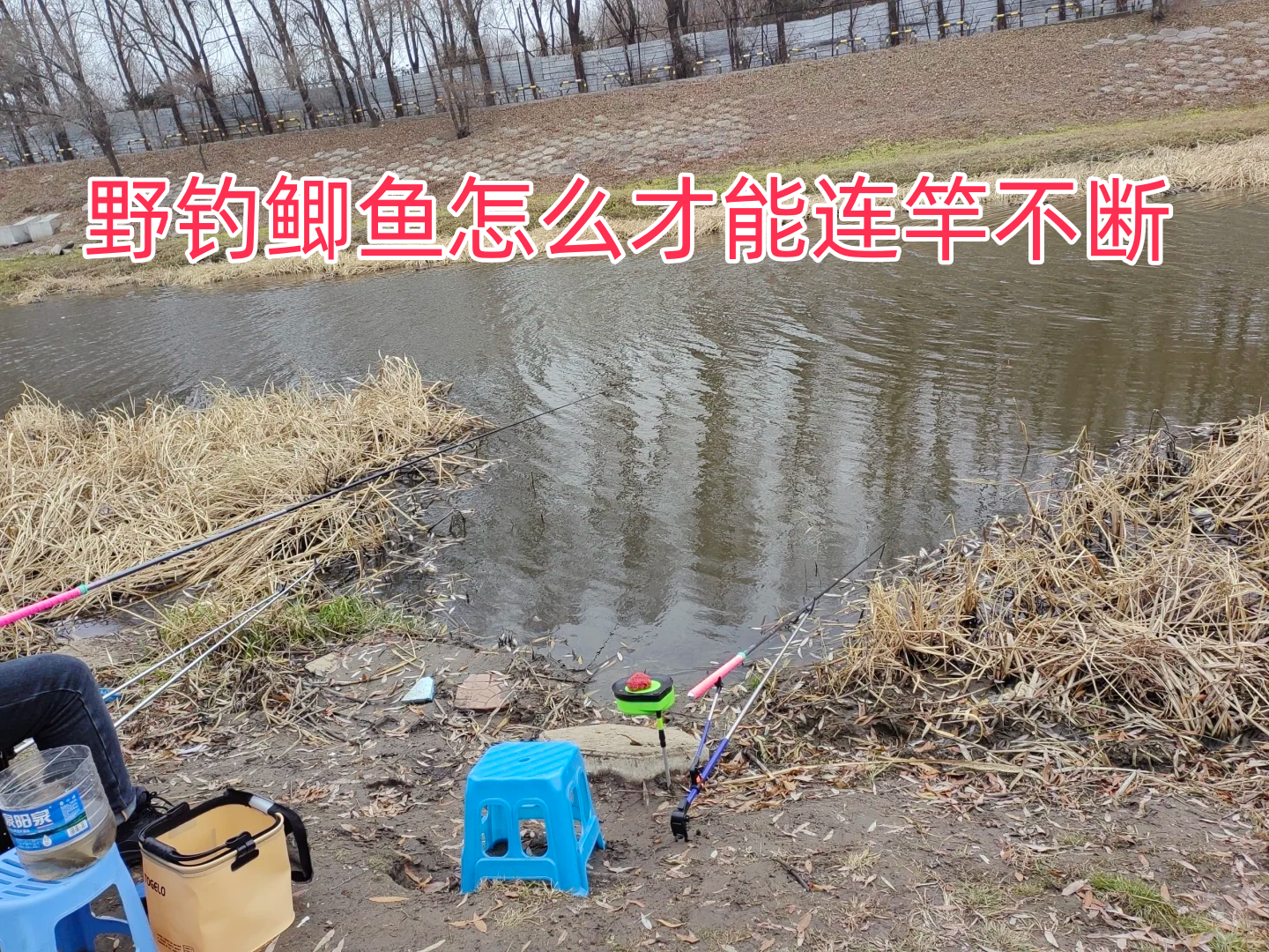 麦子钓鲫鱼的技巧(麦子钓鲫鱼诀窍)