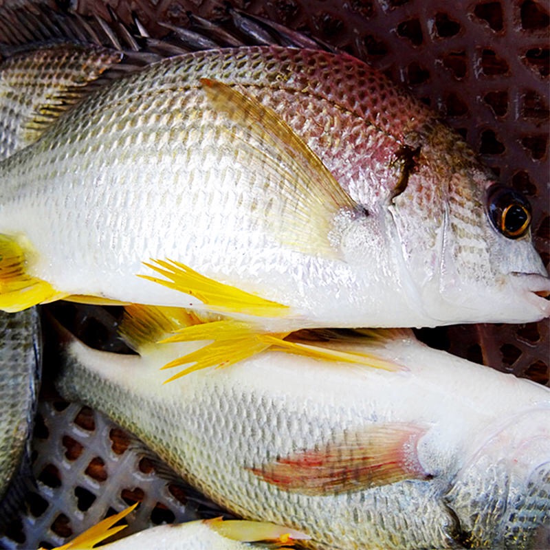 海钓黄色鱼(海钓 黄鱼)