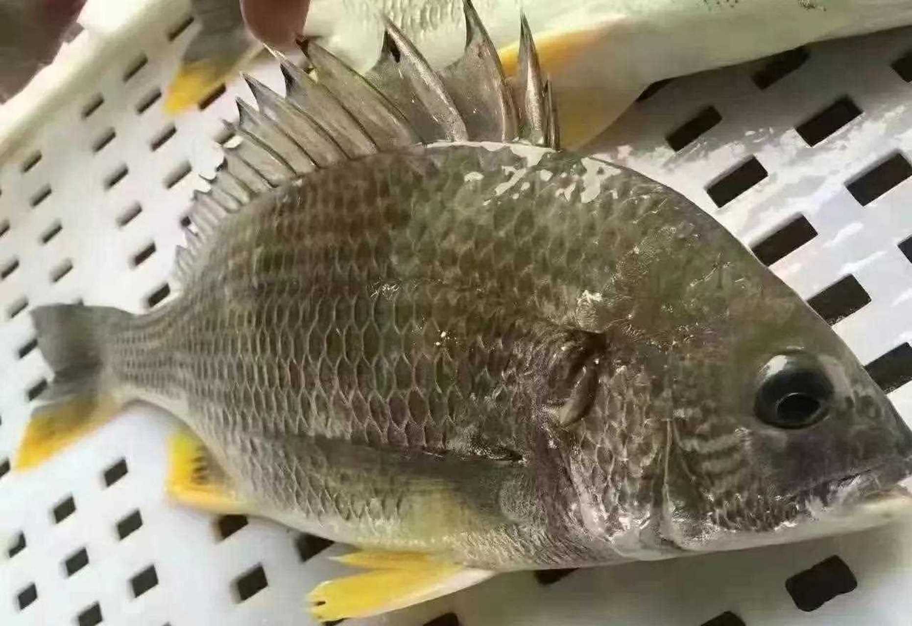海钓黄色鱼(海钓 黄鱼)