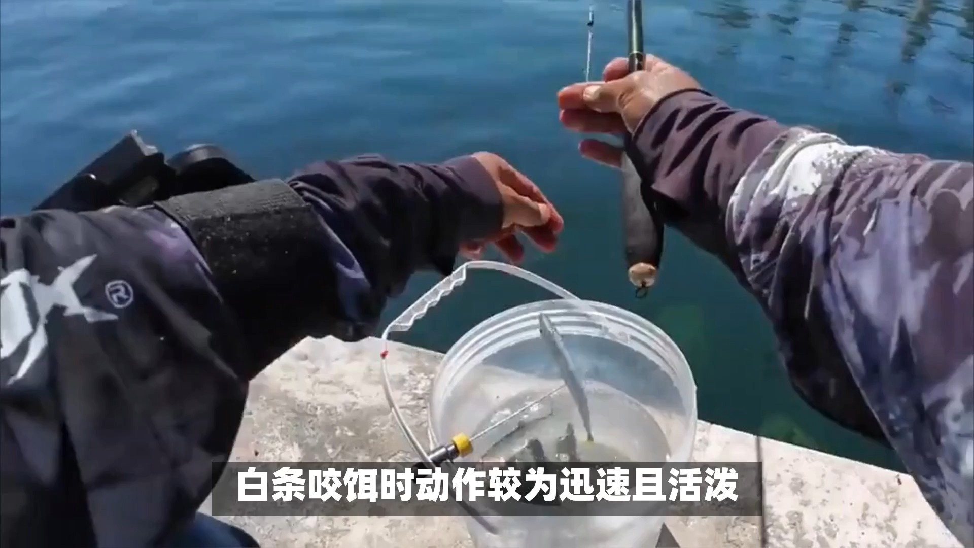 河流钓白条鱼技巧(河流钓白条鱼技巧图解)