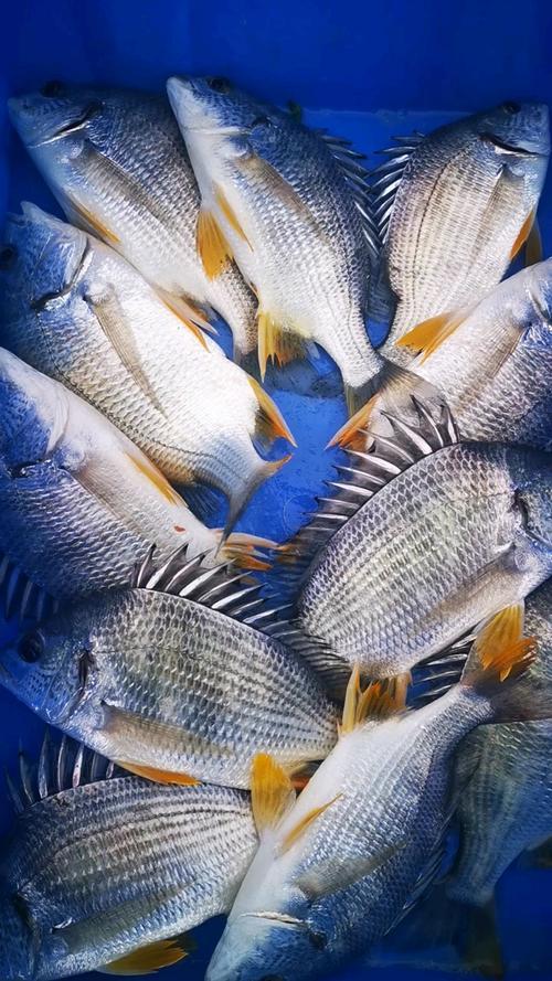 深圳南油海钓视频(南油深海钓鱼视频)