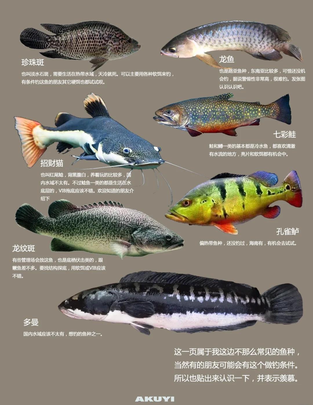 长沙路亚鱼种(路亚鱼种大全图片)