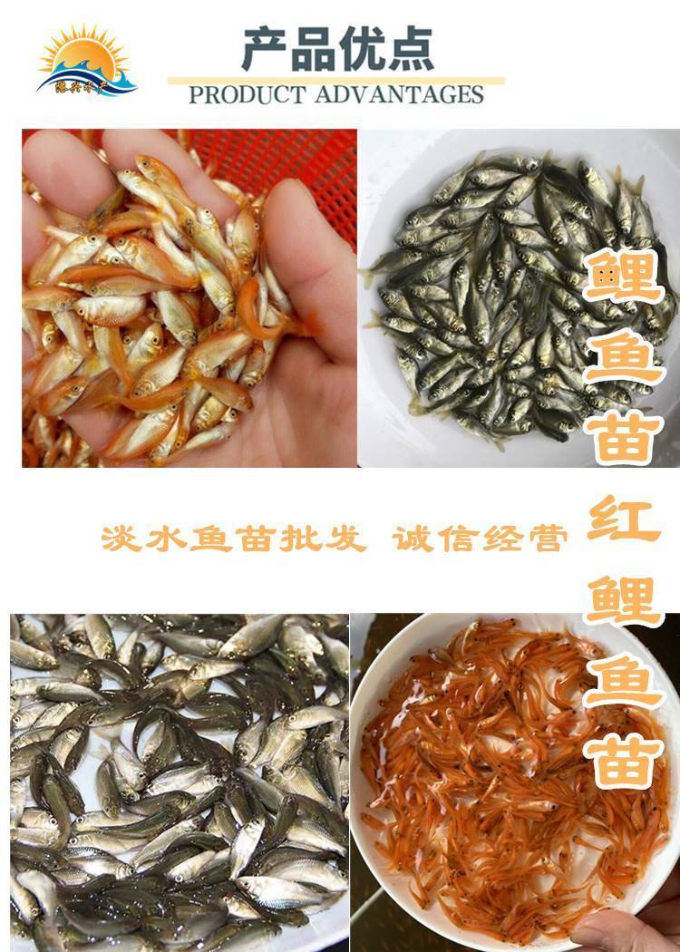 德国境鲤用用什么饵料(德国镜鲤)
