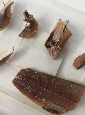 海钓青虫如何保存(海钓青虫如何保存最好)