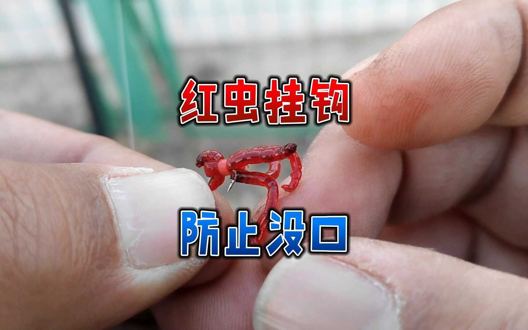 海钓如何挂红虫(海钓的红虫学名叫什么)