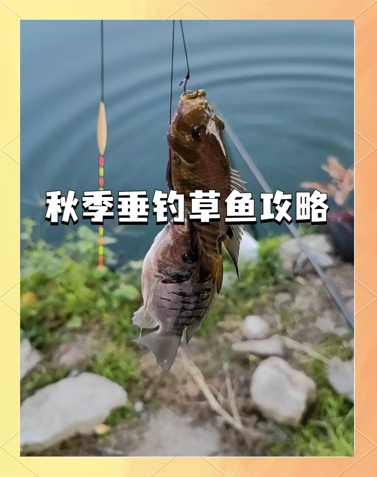 抛竿钓草鱼技巧(抛竿钓草鱼怎么配线组?)