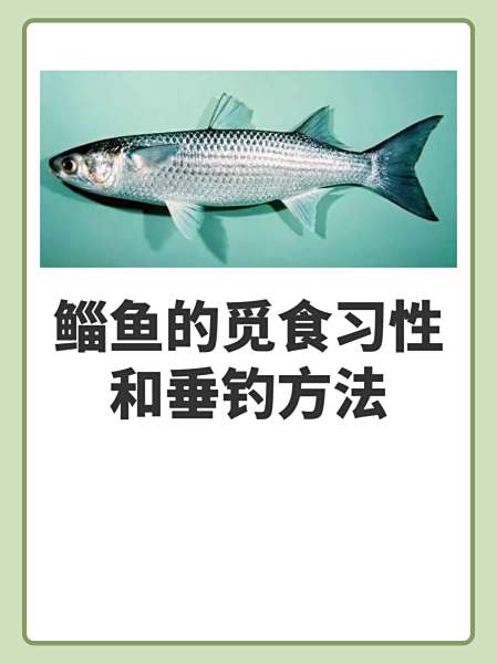 乌头鱼的购买技巧(乌头鱼的购买技巧视频)