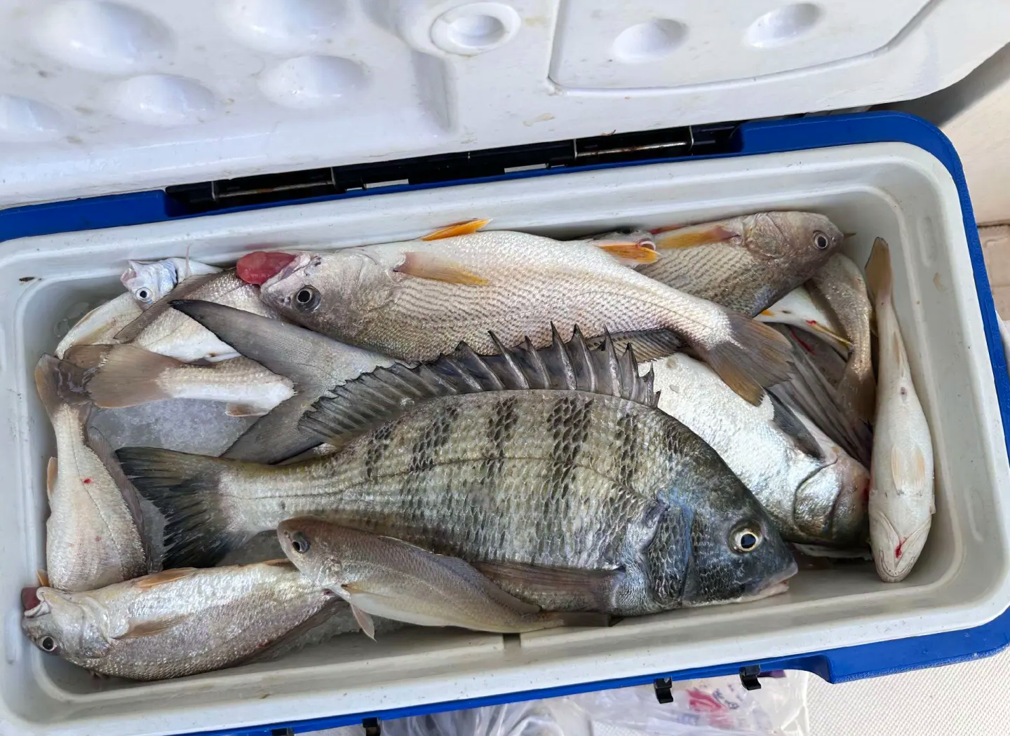 海钓黑鮶鱼(海钓黑鱼技巧)