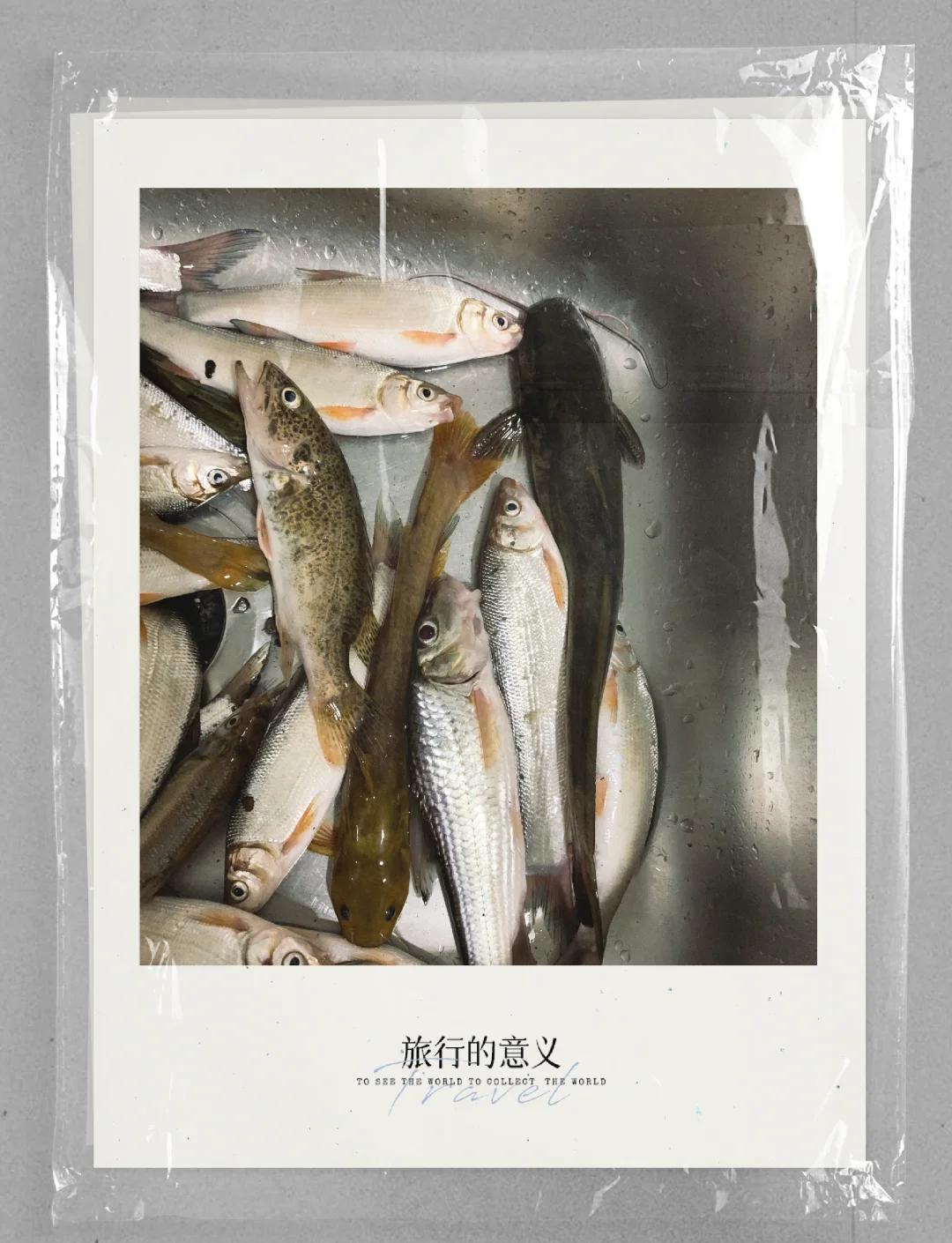 放鱼时打窝技巧(放鱼时打窝技巧和方法)