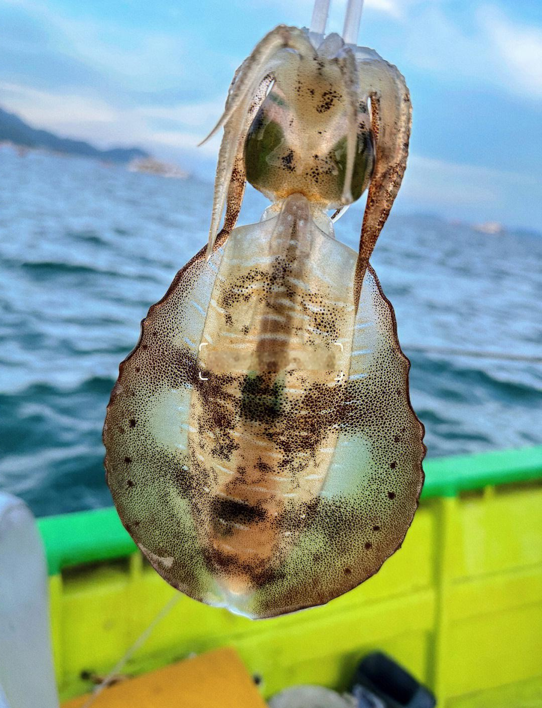 鱿鱼用来海钓(鱿鱼海钓可以钓到什么鱼)