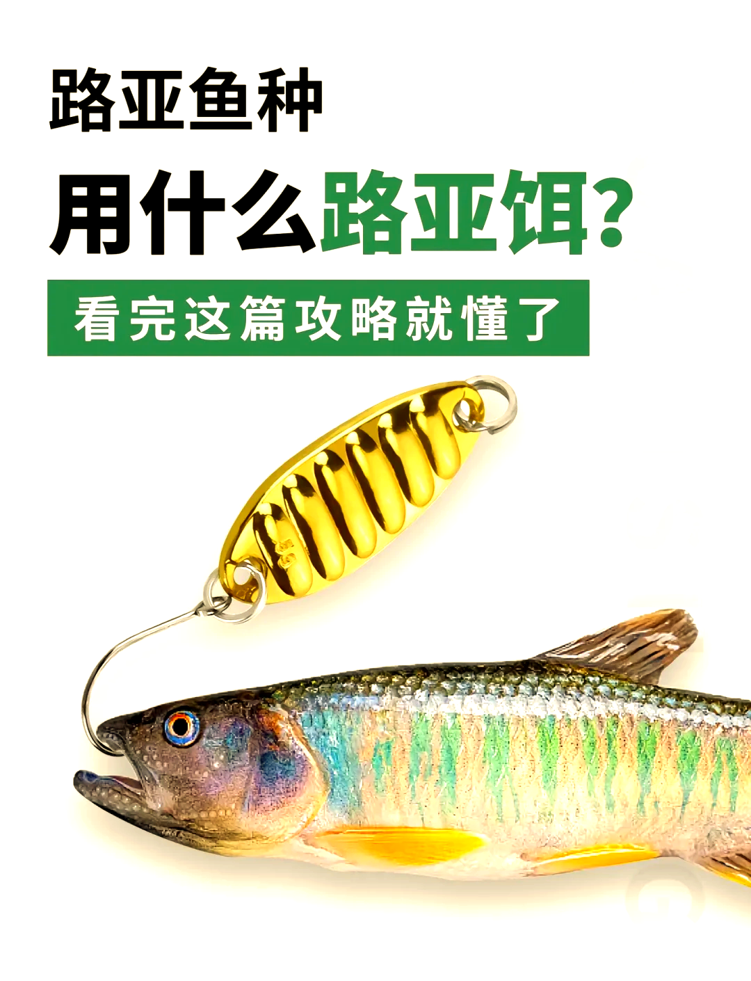东江路亚钓鱼技巧(东江路亚钓点)