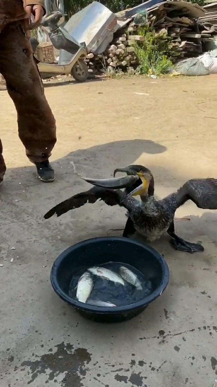鱼鹰饵料配方视频(自制鱼饵料配方)