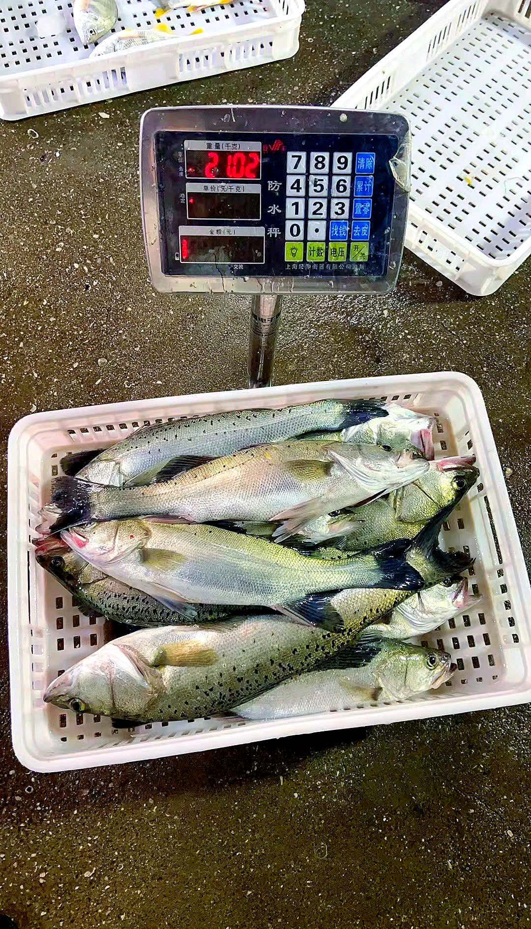 海钓大鲈鱼图片大全(最新钓海鲈的视频)