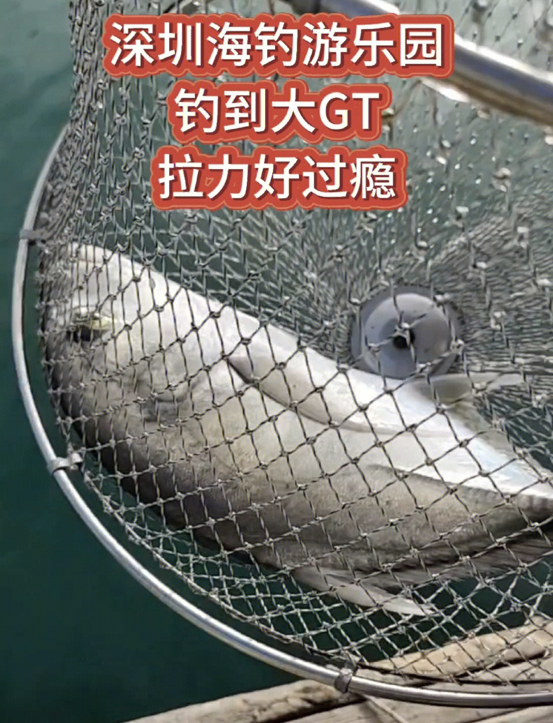 大鹏海钓收费(大鹏海边钓鱼)