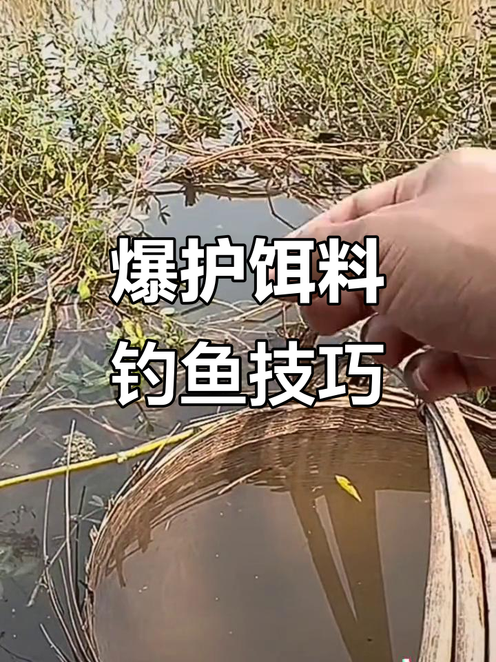 夏季水库钓鱼饵料技巧(夏季水库钓鱼饵料技巧视频)